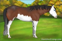 Horse Color:Bay Sabino Splash 