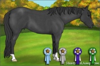 Horse Color:Blue Roan 