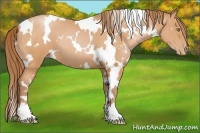 Horse Color:White Spotted Bay Pearl