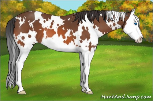 Horse Color:White Spotted Bay Splash
