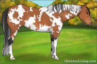 Horse Color:White Spotted Bay