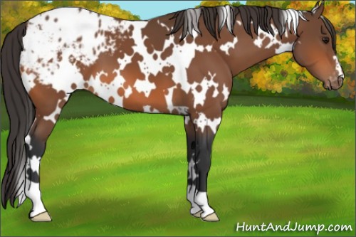 Horse Color:White Spotted Bay Appaloosa