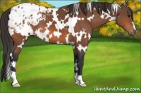 Horse Color:White Spotted Bay Appaloosa 