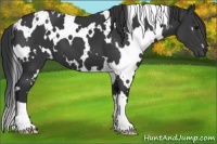 Horse Color:White Spotted Black