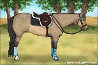 Horse Color:Buckskin Dun 