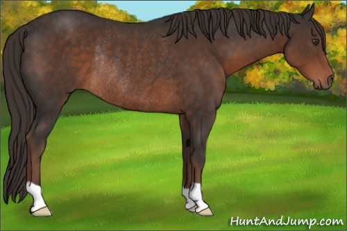 Horse Color:Liver Chestnut Rabicano