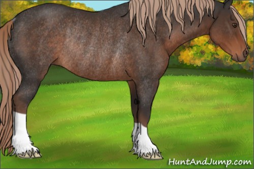 Horse Color:Liver Chestnut Rabicano 