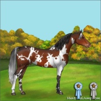 Horse Color:White Spotted Brown Appaloosa