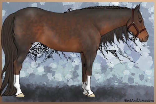 Horse Color:Liver Chestnut 