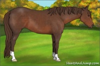 Horse Color:Liver Chestnut 