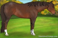 Horse Color:Liver Chestnut 
