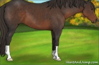Horse Color:Liver Chestnut 