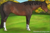 Horse Color:Liver Chestnut 