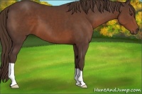 Horse Color:Liver Chestnut