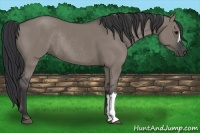 Horse Color:Grullo Rabicano 