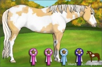 Horse Color:White Spotted Palomino Frame 