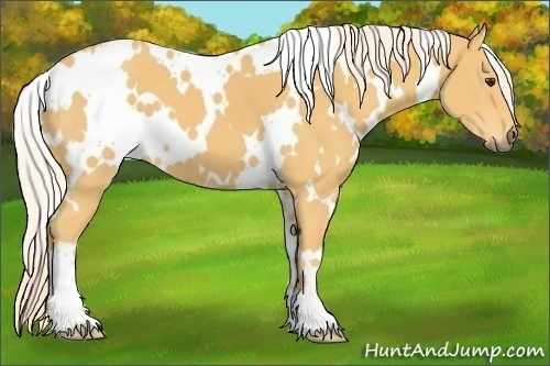 Horse Color:White Spotted Palomino