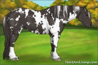 Horse Color:White Spotted Smoky Black