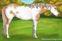 Horse Color:Palomino Sabino Frame 