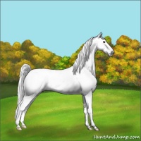 Horse Color:Gray Brown Appaloosa