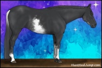 Horse Color:White Spotted Black