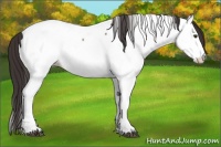 Horse Color:Brown Dun Sabino Appaloosa Rabicano 