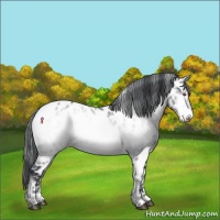 Horse Color:Brown Chinchilla Onyx Near Leopard 