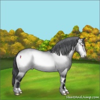 Horse Color:Bay Chinchilla Onyx Appaloosa Rabicano