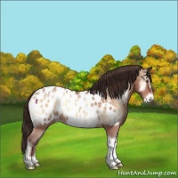 Horse Color:Sable Champagne Onyx Appaloosa Rabicano