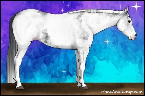 Horse Color:White Spotted Black