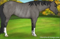 Horse Color:Grullo Rabicano 