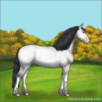 Horse Color:Amber Champagne Chinchilla Onyx Rabicano 