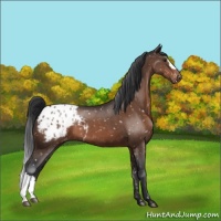 Horse Color:Brown Appaloosa 