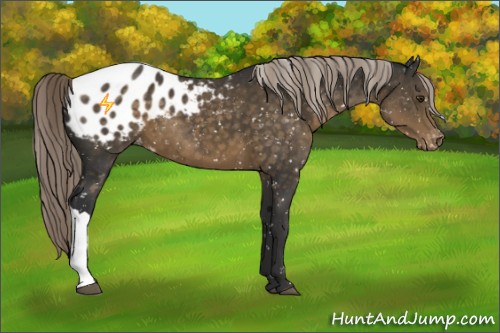 Horse Color:Chocolate Palomino Appaloosa 