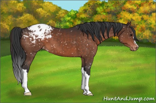 Horse Color:Brown Appaloosa 