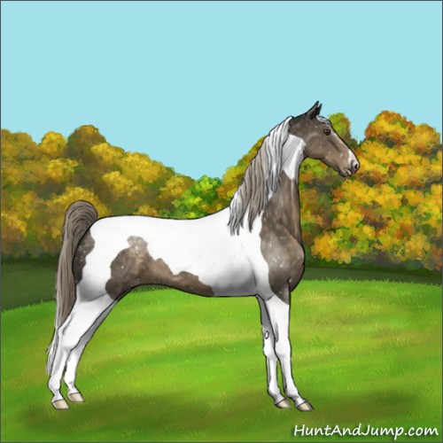 Horse Color:Chocolate Palomino Tobiano Appaloosa