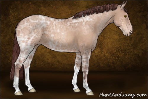 Horse Color:Chocolate Sable Champagne Ice 