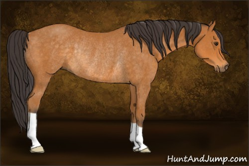 Horse Color:Buckskin Rabicano 