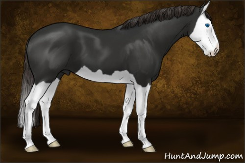 Horse Color:Liver Chestnut Splash 