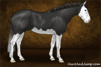 Horse Color:Liver Chestnut Splash 