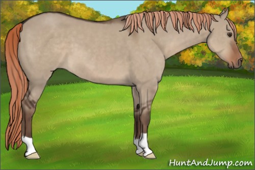 Horse Color:Liver Red Dun 