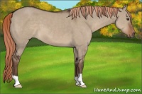 Horse Color:Liver Red Dun 