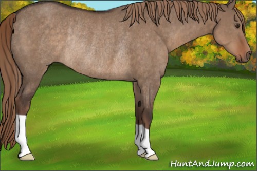 Horse Color:Liver Red Dun Rabicano 