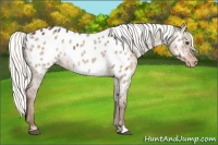 Horse Color:Liver Red Dun Appaloosa 