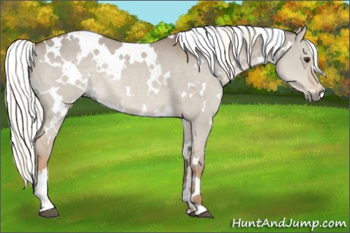 Horse Color:White Spotted Red Dun