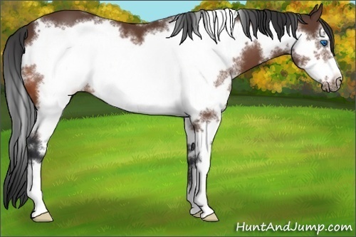 Horse Color:White Spotted Bay Sabino Frame