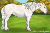 Horse Color:White Spotted Cremello