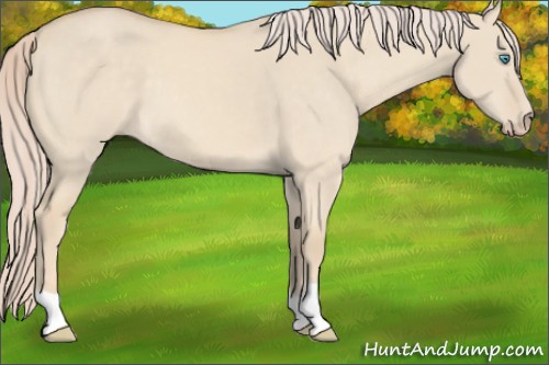 Horse Color:Cremello Dun 