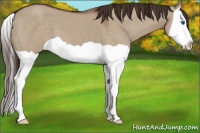 Horse Color:Liver Red Dun Splash 