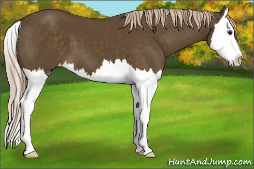 Horse Color:Chocolate Palomino Sabino Splash